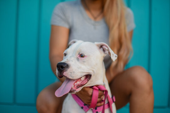 Close up portrait of woman and pitbull against colorful background
