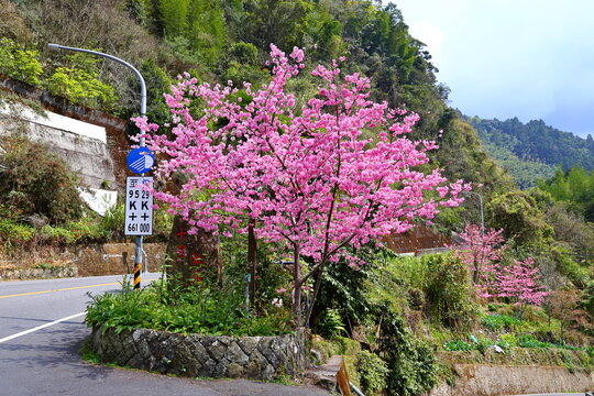 Beautiful Cherry Blossom in Alishan National Forest Recreation Area, situated in Alishan Township, Chiayi , TAIWAN.