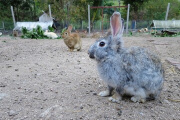 Cute gray rabbit sitting on ground in farm. Animal and Easter day concept.