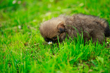 dog breed Pekingese on the lawn