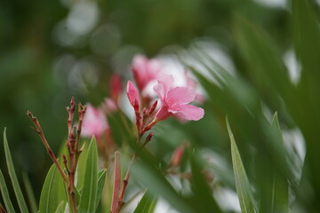close up of pink flower
