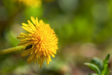 Yellow dandelion close-up bloomed in early spring. Yellow-green warm summer background. Macro flower in selective focus. Colorful natural background for the design of postcards, banners, notebooks.