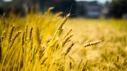 Fototapeta premium golden wheat field