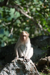 Fototapeta premium japanese macaque sitting on a tree