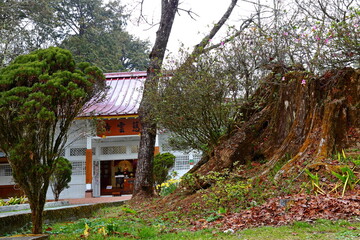 Fototapeta na wymiar Ciyun Temple in Alishan National Forest Recreation Area, situated in Alishan Township, Chiayi , TAIWAN