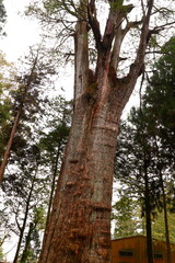 Fototapeta premium Xianglin Giant Tree in Alishan National Forest Recreation Area, situated in Alishan Township, Chiayi , TAIWAN