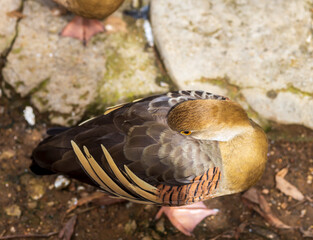 Plumed whistling duck