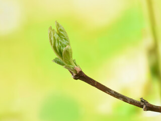 Green young leaf on branch big enlargement on blurred green background