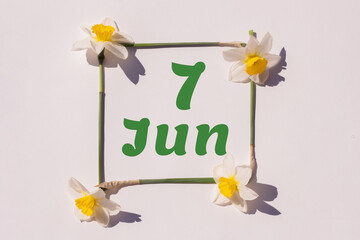 June 7th. Day 7 of the month, calendar date. Frame from flowers of a narcissus on a light background, pattern. View from above. Summer month, day of the year concept
