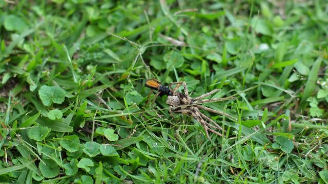 Large Rain Spider is dragged through grass lawn by spider hunting wasp