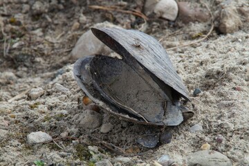 an open clam shell lying on the sand on the river bank