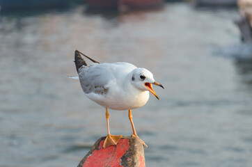 Seagull sitting on a nose of a boat