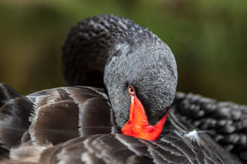 Fototapeta premium swan hiding beak in feathers