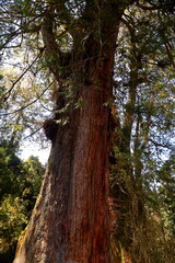 Alishan National Forest Recreation Area, situated in Alishan Township, Chiayi , TAIWAN