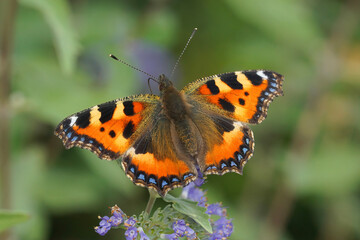Closeup of a fresh small tortoiseshell butterfly, Aglais urticae , with open wings on blue flowers of bluebeard, Caryopteris incana