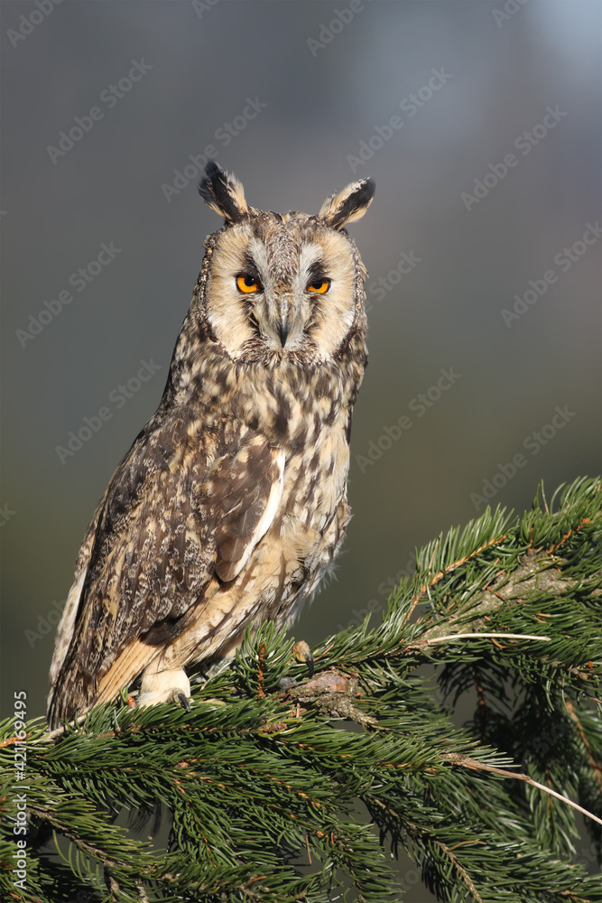 Wall mural The long-eared owl (Asio otus, previously Strix otus) sitting on the evergreen twig. Eared owl on a branch with a blue-green background.