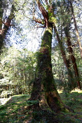 Alishan National Forest Recreation Area, situated in Alishan Township, Chiayi , TAIWAN