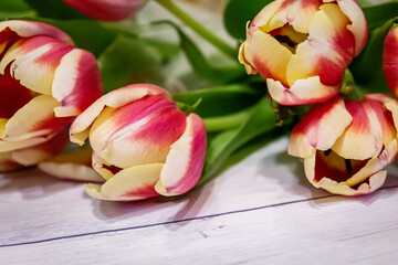 Tulips on a wooden surface. Beautiful natural background.