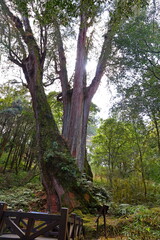 Alishan National Forest Recreation Area, situated in Alishan Township, Chiayi , TAIWAN