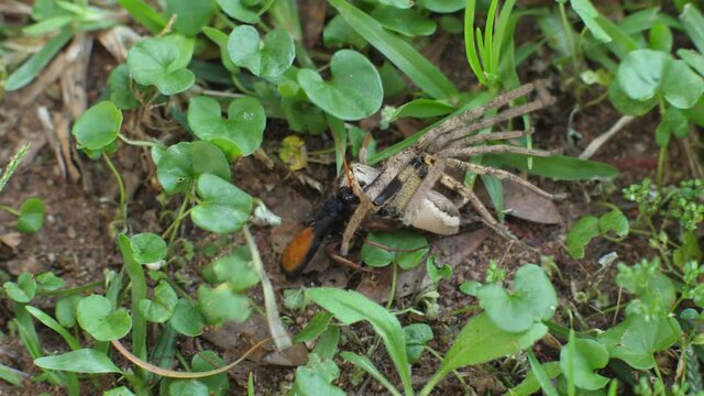 Wasp drags Large spider across garden by its fang, wasp has already stung it