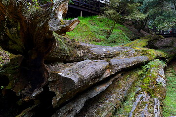 Alishan Sacred Tree Relics in Alishan National Forest Recreation Area, situated in Alishan Township, Chiayi , TAIWAN