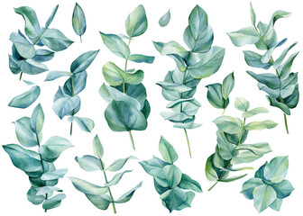 Watercolor eucalyptus leaves on isolated on white background. Set green branches