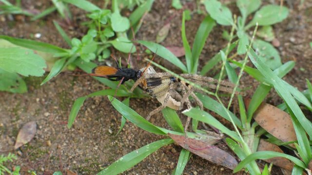 Top view of wasp dragging a stunned rain spider across grass