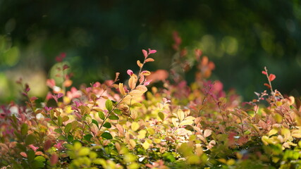 The grass field view in autumn with the colorful reeds and leaves