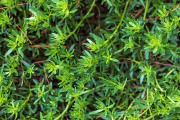 ground cover with green leaves