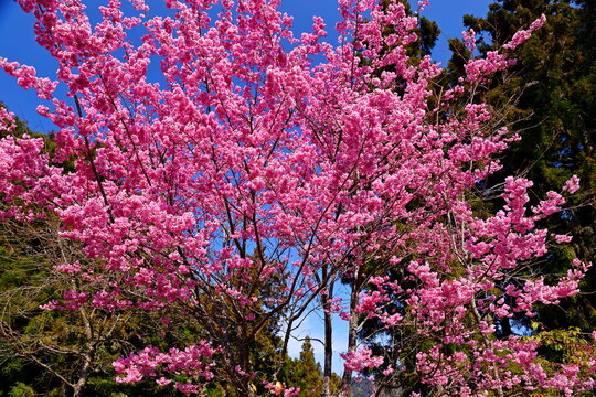 Beautiful Cherry Blossom in Alishan National Forest Recreation Area, situated in Alishan Township, Chiayi , TAIWAN.