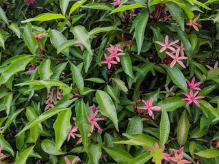 Obraz na płótnie Canvas Small bright pink flowers and glossy green leaves of Ixora (Ixora coccinea)