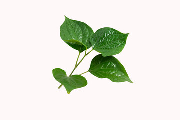 Wild Betel Leafbush (Piper sarmentosum) isolated on white background
