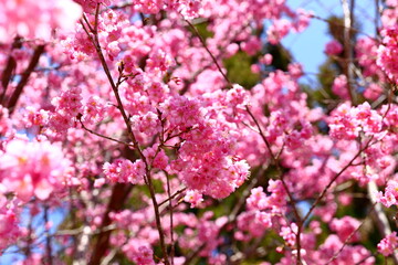 Beautiful Cherry Blossom in Alishan National Forest Recreation Area, situated in Alishan Township, Chiayi , TAIWAN.