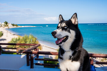 husky in the pool