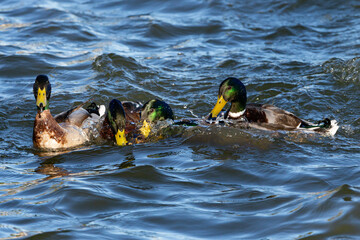 Fight between wild ducks. Wild mating. Several ducks fight each other to stay with the female during mating. Harassment of several ducks on a female duck. Wild mating ritual