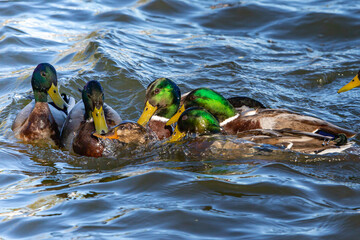 Fight between wild ducks. Wild mating. Several ducks fight each other to stay with the female during mating. Harassment of several ducks on a female duck. Wild mating ritual