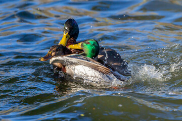 Fight between wild ducks. Wild mating. Several ducks fight each other to stay with the female during mating. Harassment of several ducks on a female duck. Wild mating ritual