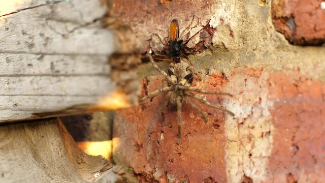 Wasp drags large spider up brick wall in harsh sunlight