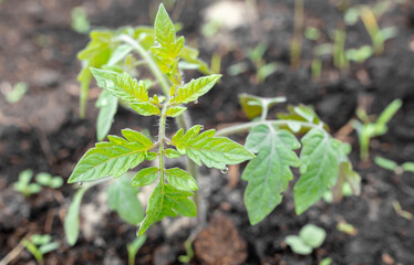 Tomato seedling in the ground