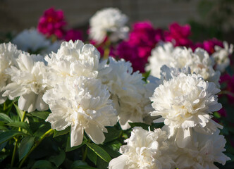 Fototapeta na wymiar Pink and white flowers peonies flowering on background pink peonies. Peonies garden.