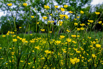 Glade with small yellow flowers. Many flowers in the meadow. Russian fields. Summer day. Natural background.
