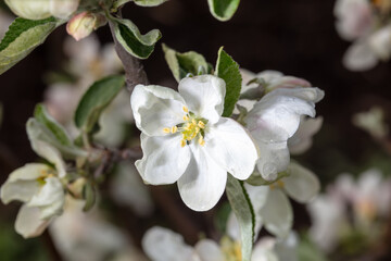 Flowers on branches of an apple tree
