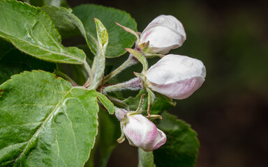 Flowers on branches of an apple tree