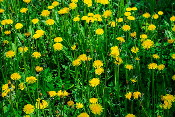 Field with dandelions. Closeup of yellow spring flowers. summer flowers