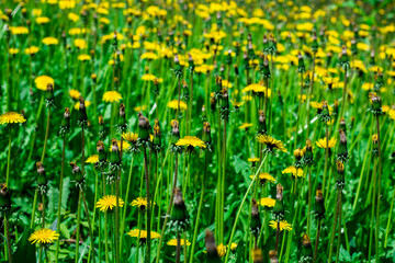 yellow flowers in a green meadow. natural background. the nature of the far east.