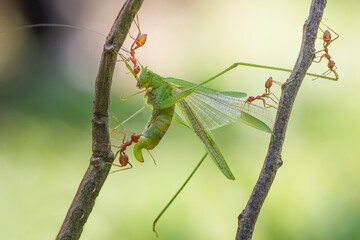 ANT TEAM WORK