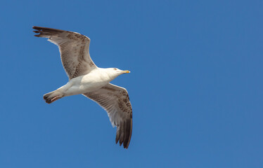 Seagull in flight against the blue sky.