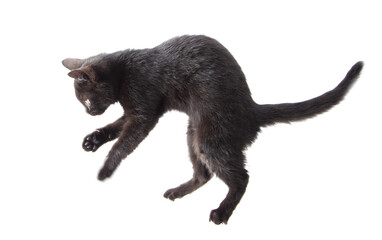Obraz premium Black cat stands on two legs