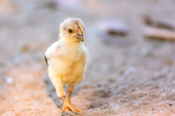 Baby chick