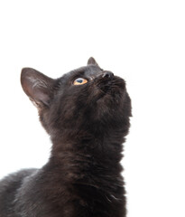 Black cat isolated on a white